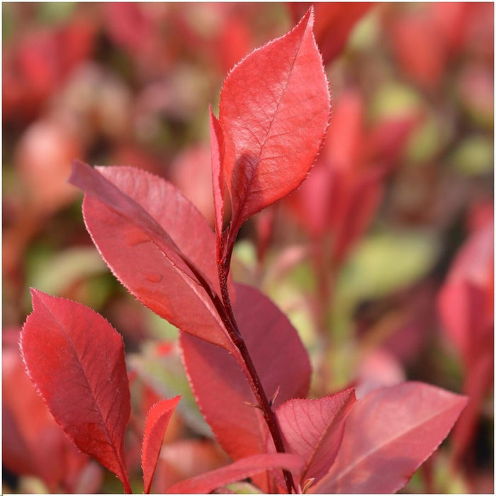 Plants by Frank - 1 meter Glansmispel haag - Photinia fraseri 'Little Red Robin' - Set van 6 winterharde haagplanten - Groenblijvende haag - Vers van de kwekerij geleverd