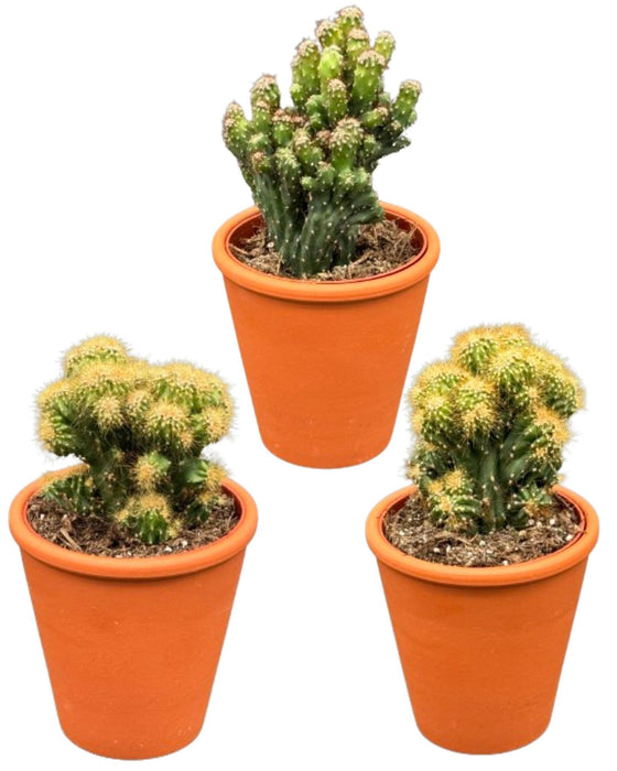 Cactus- Rotsen mix - ↕️13-17cm - Ø8.5cm - 3 stuks  - Terracotta