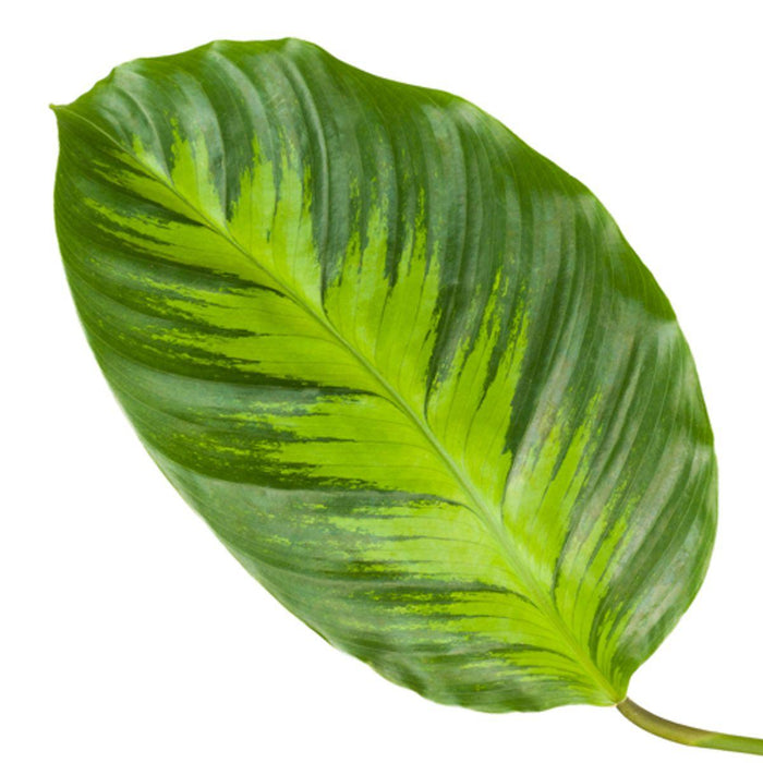 Calathea Misto - ↕40cm - Ø12cm