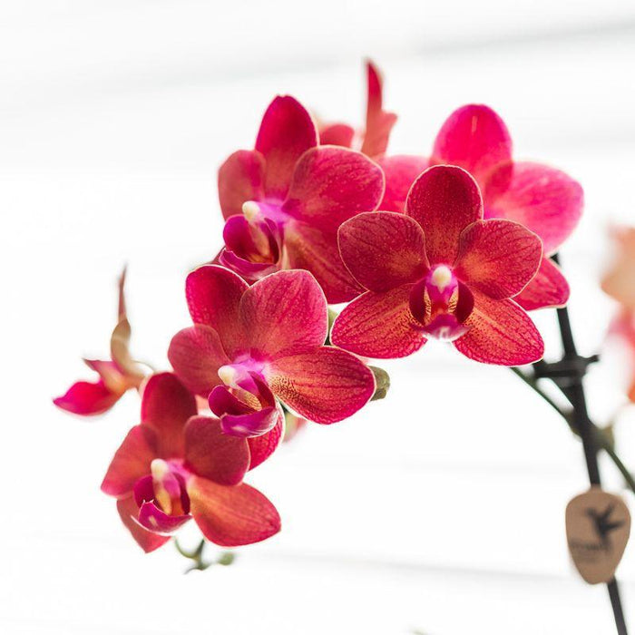 Kolibri Orchids | rode Phalaenopsis orchidee - Congo + Diabolo travertine - potmaat Ø9cm | bloeiende kamerplant - vers van de kweker