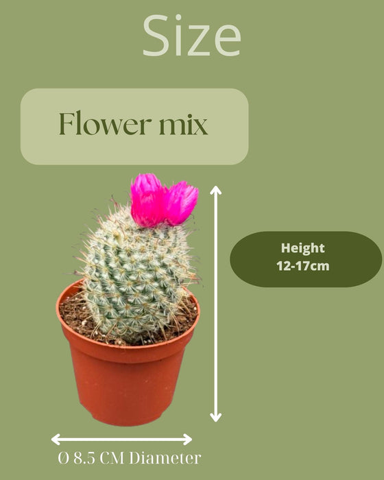 Cactus mix kunstbloemen - ↕️10-15cm - Ø8.5cm -3 stuks - geen