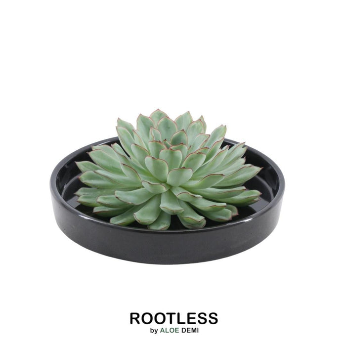 ROOTLESS Succulent Echeveria Pulidonis in schaal 'zwart' Ø20 cm - ↕5 cm