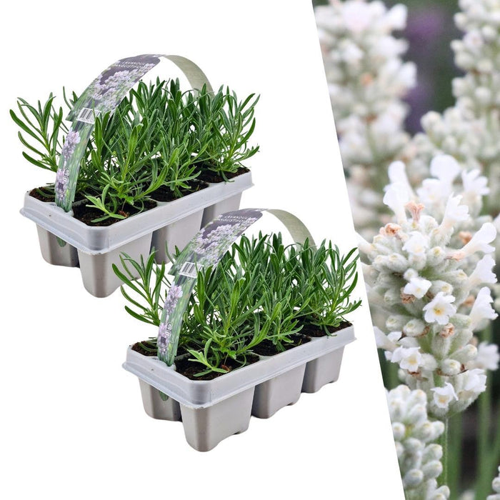 2 x 6 pack Lavendel angustifolia white - 12x  - ↕15cm - Ø7cm