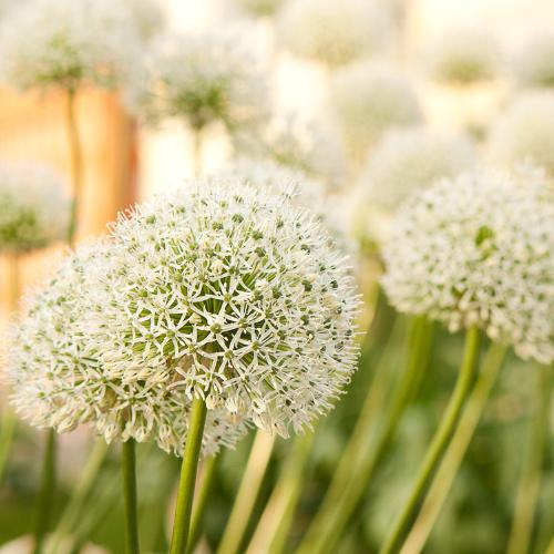 White Giant - Allium bollen - 5 stuks - Bloembollen