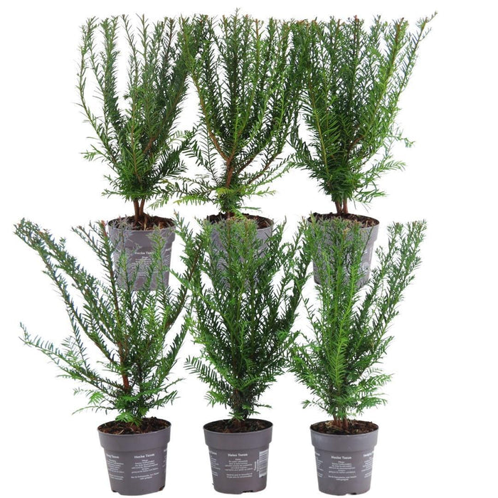 Plants By Frank - 1 meter Venijnboom haag - Taxus baccata - Set van 6 winterharde haagplanten - Groenblijvende haag - Vers van de kwekerij geleverd