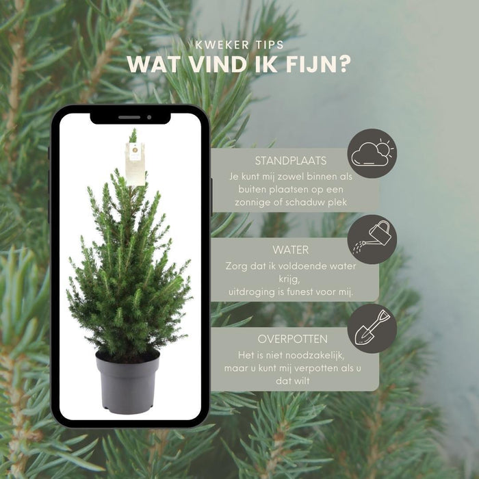 Kleine Kerstboom pot Ø19 cm - ↕70cm - Picea glauca Conica