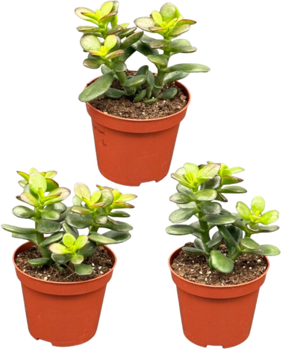 Succulenten - Crassula Minor - 8.5cm Ø - ↕️10-17cm - 3 Stuks - geen