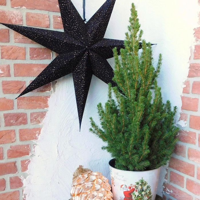 Kleine Kerstboom pot Ø19 cm - ↕70cm - Picea glauca Conica