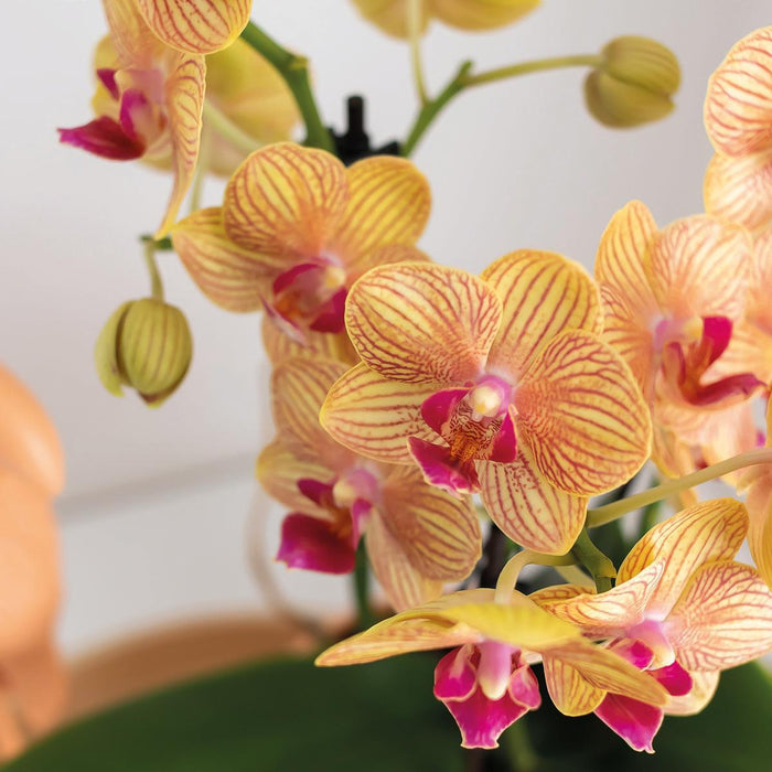 Kolibri Orchids | Oranje Phalaenopsis orchidee – Jamaica + Tower sierpot peach – potmaat Ø9cm – 40cm hoog | bloeiende kamerplant in bloempot - vers van de kweker