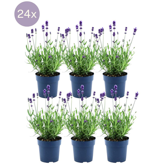 24 x Lavandula angustifolia Felice® - ↕25cm- Ø12 cm