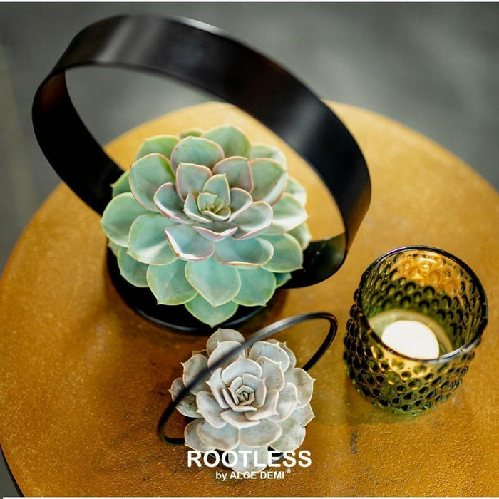 ROOTLESS Succulent Echeveria Lilacina op Deco tafelstandaard Ø20 cm - ↕20 cm