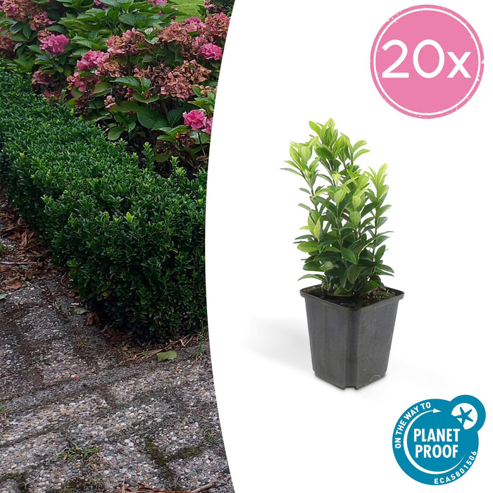 20x Euonymus Japonicus Green Spire (Buxus Vervanger) - ↕10-25cm - Ø9cm