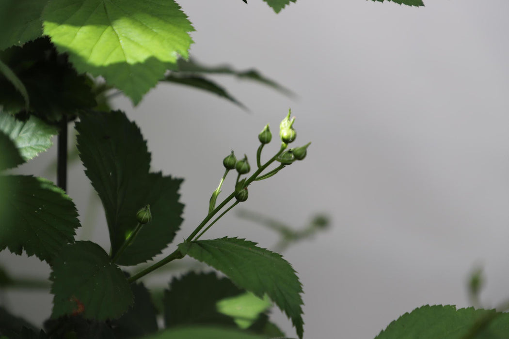 Rubus frut. 'Black Satin' - ↕180cm - 1 pcs