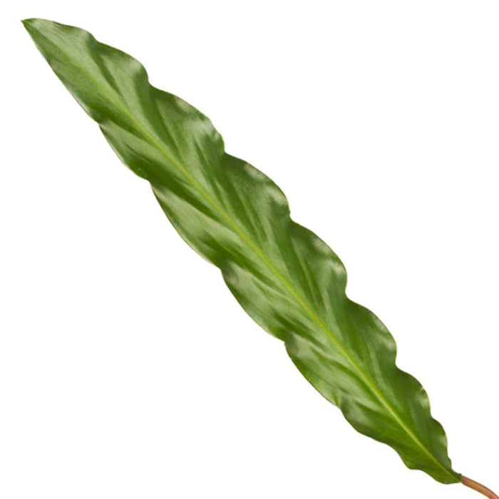 Calathea Elgergrass - ↕40cm - Ø12cm