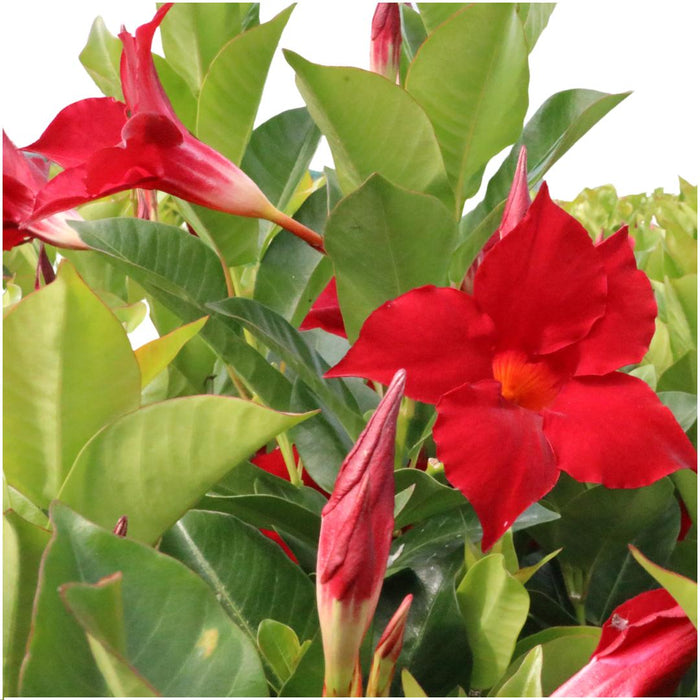 6 x Dipladenia Red - Mandevilla Red Ø12 cm - ↕25 cm