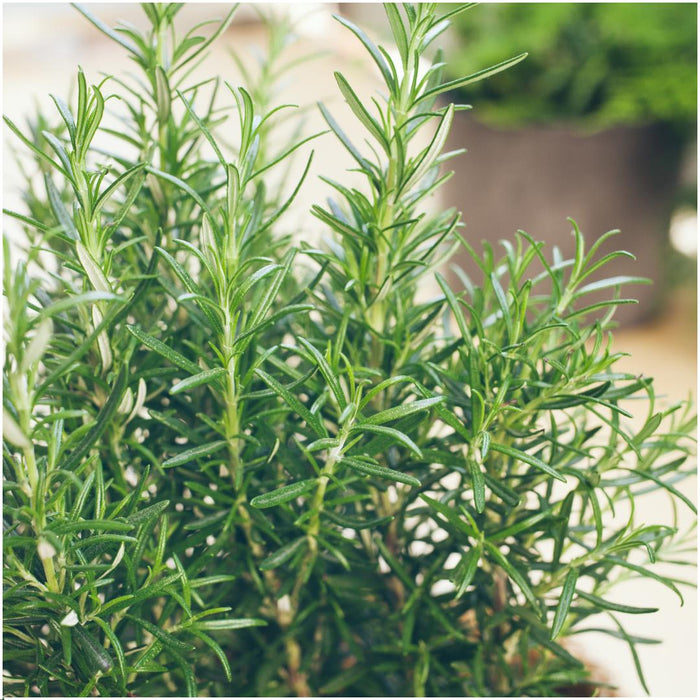 4 x 6 pack Rosmarinus officinalis - 24 x Ø7 cm - ↕20 cm