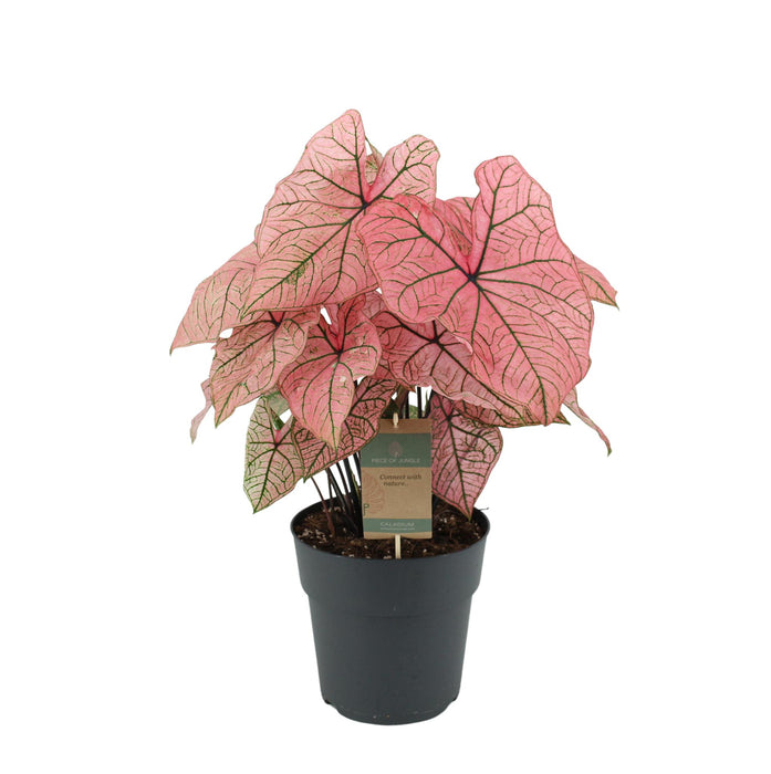 Caladium Spring Fling - ↕65cm - Ø21cm