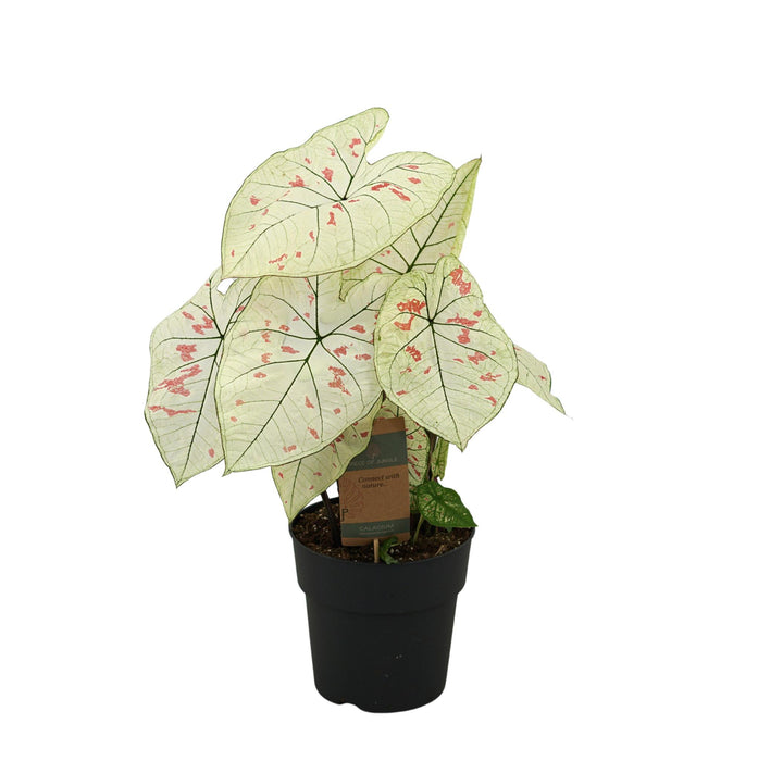 Caladium Strawberry Star - ↕65cm - Ø21cm