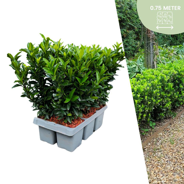 6 x Euonymus 'Green Spire' (Buxus Vervanger) - 6 x Ø 7 cm - ↨ 15 cm