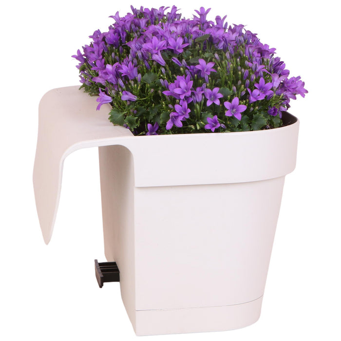 Campanula Addenda Ambella Intense purple - Balkonbak white met 3 stuks campanula potmaat 12cm - Incl. ophangsysteem - Klokjesbloem paars - vaste planten - tuinplanten