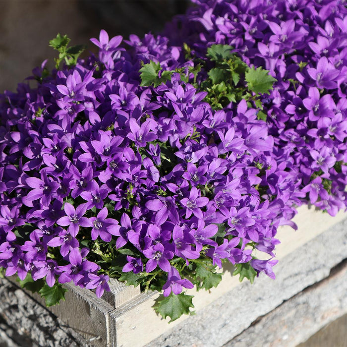 Campanula Addenda Ambella Intense purple - Houten schaal met 2 tuinplanten - potmaat 12cm - vaste plant - winterhard