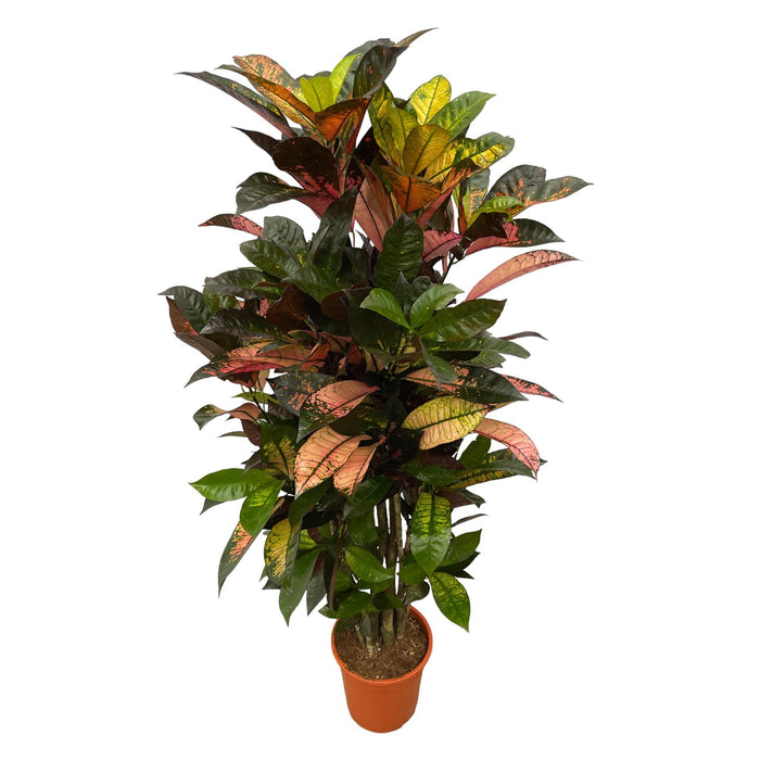 Codiaeum (Croton) Iceton vertakt - 130 cm - Ø21cm