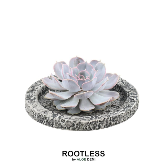 ROOTLESS Succulent Echeveria Lilacina in schaal 'Concrete' - ↕5cm - Ø20cm