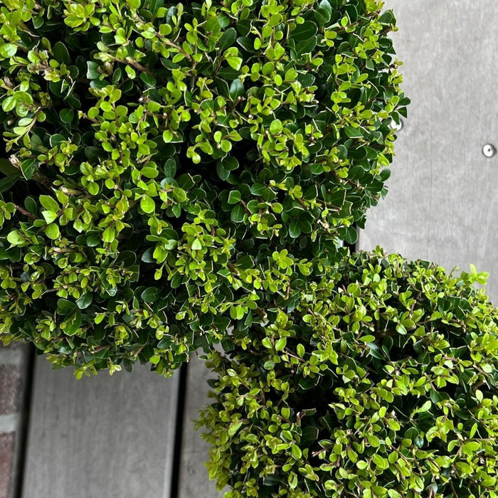 1x Ilex crenata 'Jenny' bol Ø20cm & 1x bol Ø25cm | set van 2 stuks