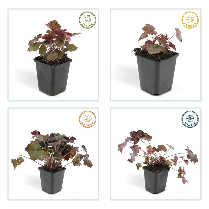 Heuchera mic. 'Palace Purple' - ↕25cm - Ø9cm  - 20x