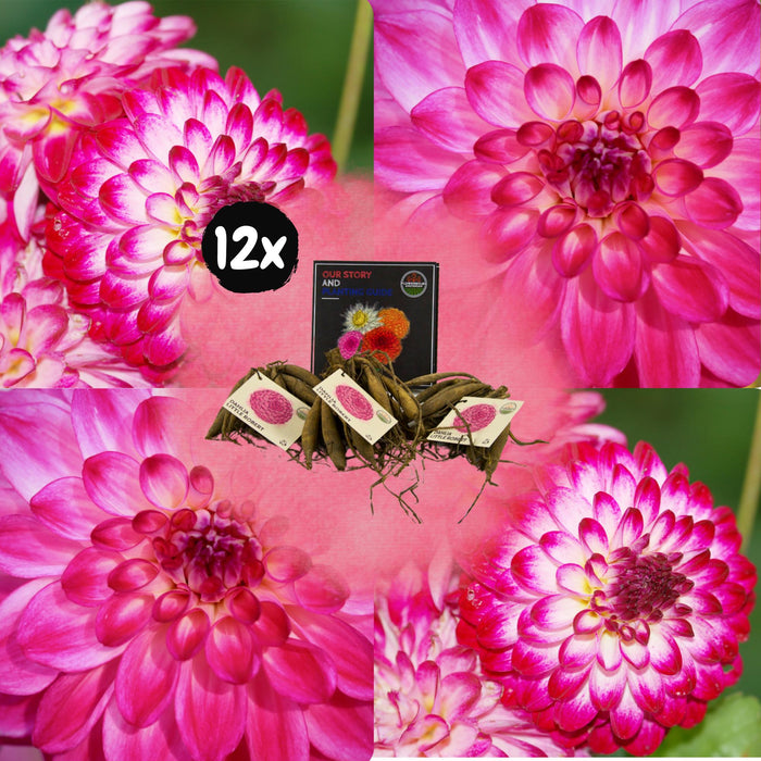 Flowerbulbs Amsterdam - 12 dahlia little robert knollen voor 2 m², ronde en opgekrulde bloemblaadjes