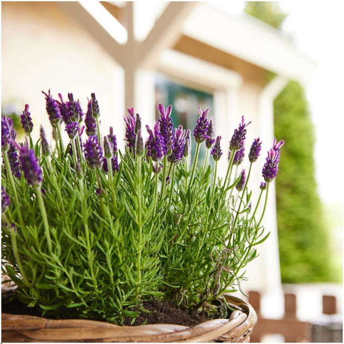 24 x Lavandula stoechas Anouk® - ↕25 cm - Ø12cm