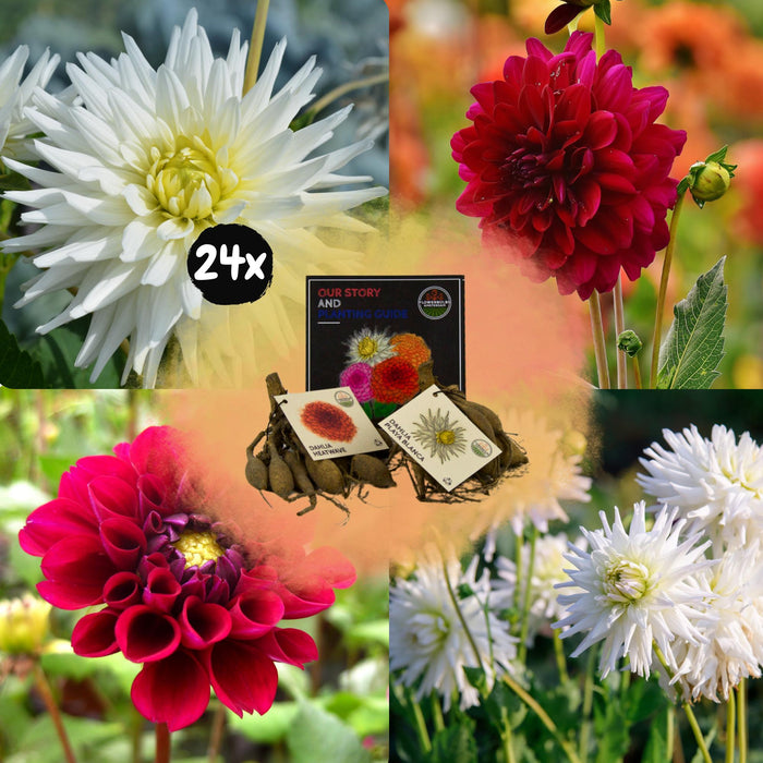 Flowerbulbs Amsterdam - Mix Romantic Beauties, 12 Dahlia Playa Blanca & 12 Dahlia Heatwave knollen voor 4m²