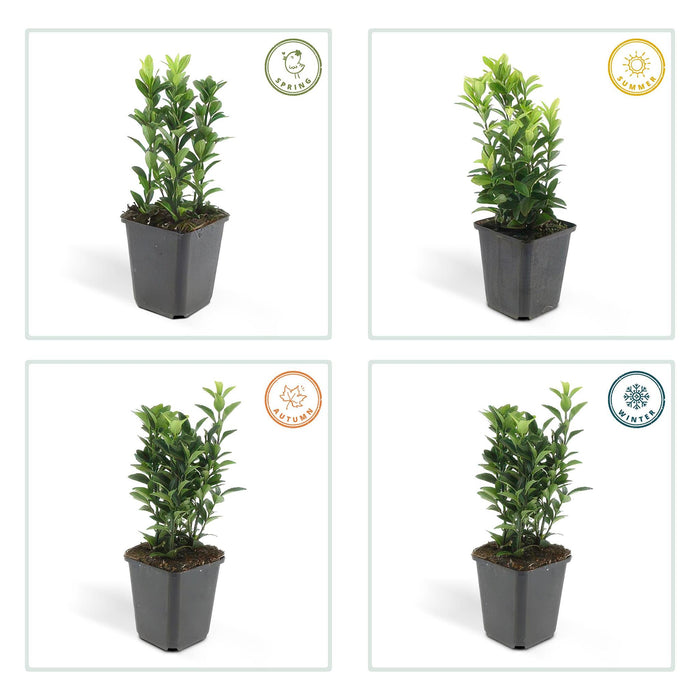 12x Euonymus Japonicus Green Spire (Buxus Vervanger) - ↕10-25cm - Ø9cm