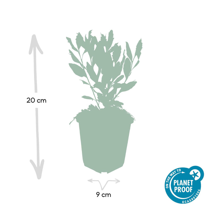 Aster ageratoides 'Ashvi' - ↕25cm - Ø9cm  - 20x