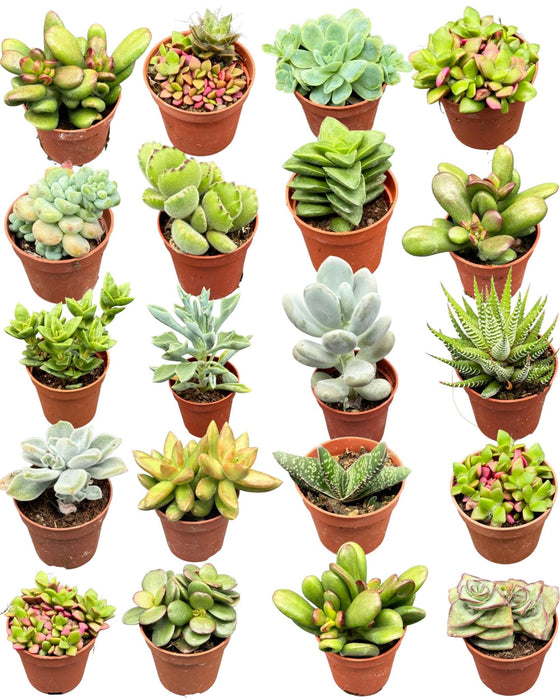 Succulenten mix - 5.5cm Potten- ↕6-12cm (20 Stuks)