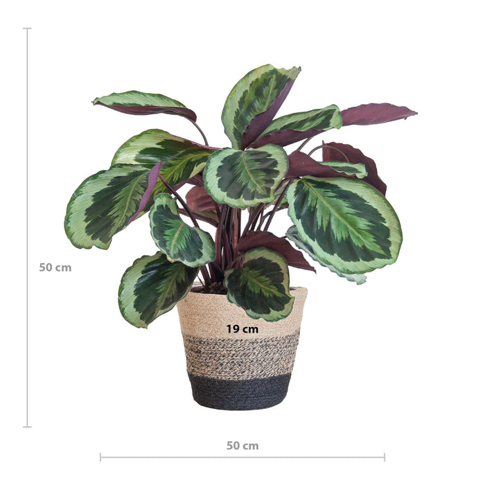 Calathea Medaillon met Lissabon mand zwart - ↕65cm - Ø21cm