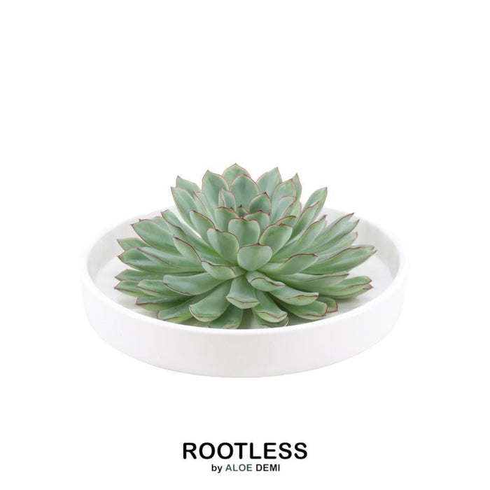 ROOTLESS Succulent Echeveria Pulidonis in schaal 'wit' - ↕5cm - Ø20cm