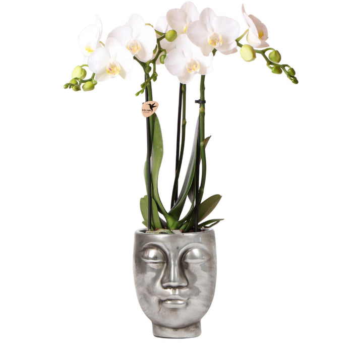 Kolibri Orchids | witte Phalaenopsis orchidee – Amabilis + Face-2-Face sierpot zilver – potmaat Ø9cm – 40cm hoog | bloeiende kamerplant in bloempt - vers van de kweker