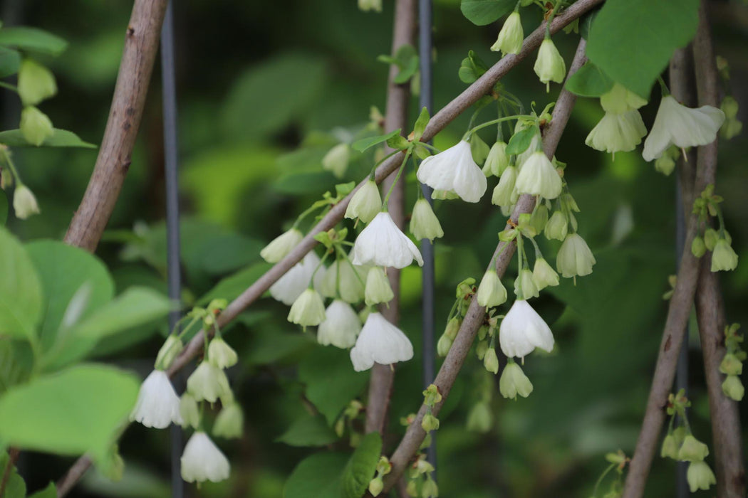 Halesia carolina - ↨180cm - 1 pcs