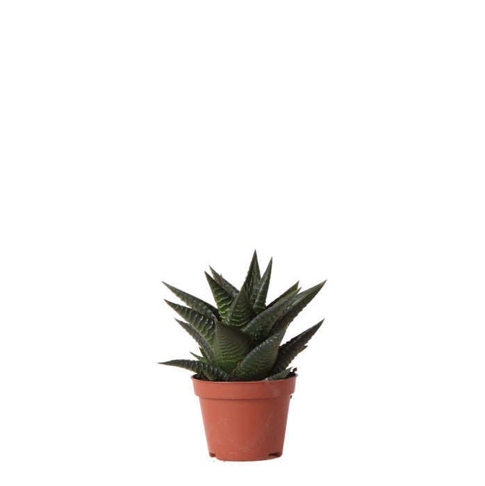 Kolibri Greens | Groene plant - Succulent Haworthia Limifolia - potmaat Ø6cm - groene kamerplant - vers van de kweker