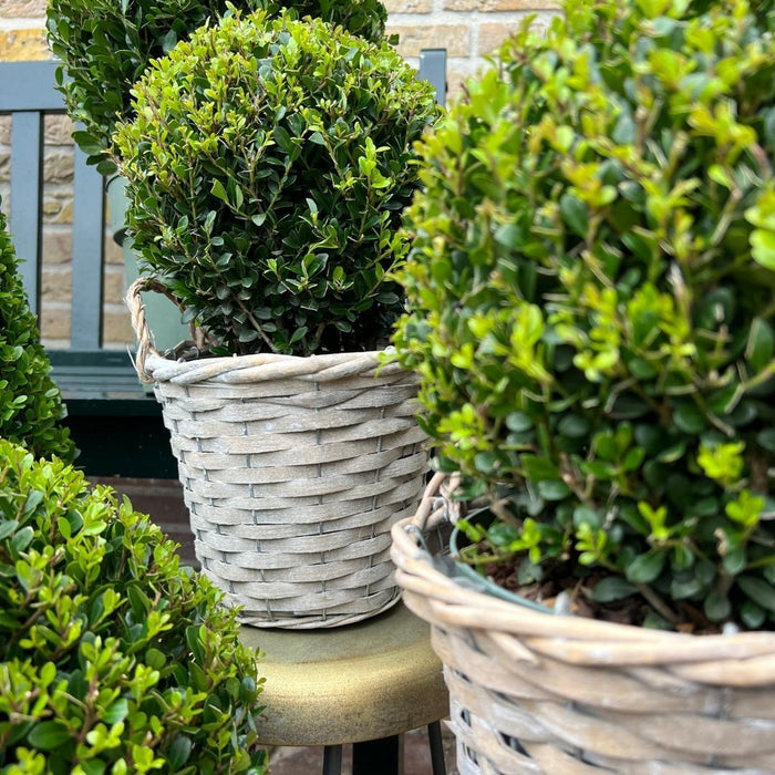 2x Ilex crenata 'Jenny' bol in rietenmand | set van 2 stuks | Ø20 cm