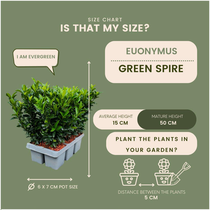 6 x Euonymus 'Green Spire' (Buxus Vervanger) - 6 x Ø 7 cm - ↨ 15 cm