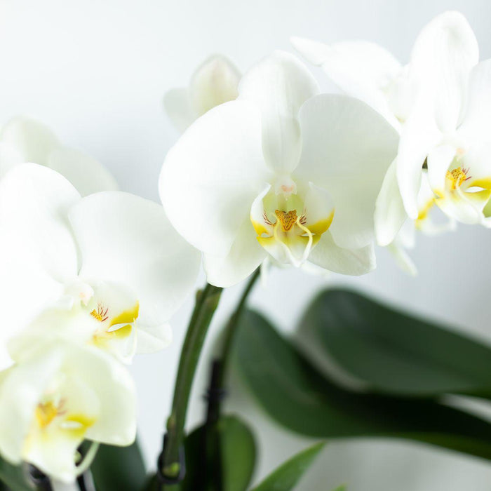 Kolibri Orchids | Witte Phalaenopsis orchidee potmaat - Jewel Ghent - potmaat Ø12cm | bloeiende kamerplant - vers van de kweker