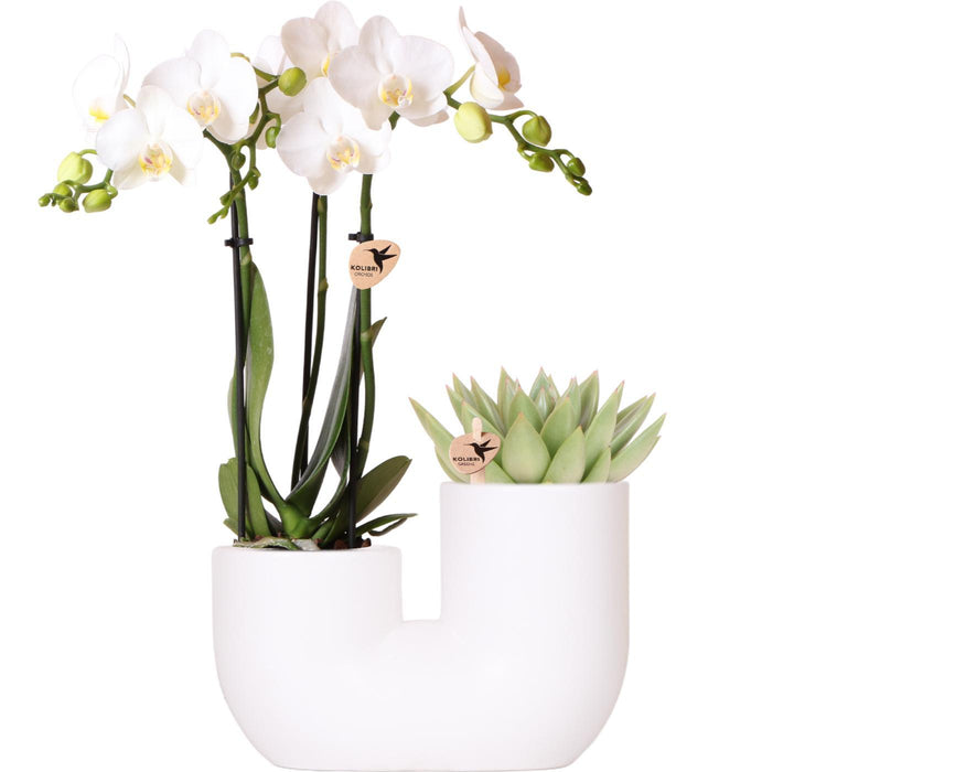 Kolibri Orchids | Set van witte orchidee Amabilis en succulent in Tube sierpot wit - potmaat Ø9cm | bloeiende kamerplant - vers van de kweker