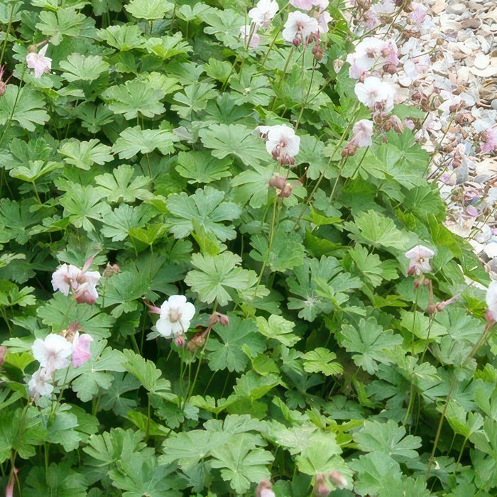 Geranium cant. 'Biokovo' - ↕10-25cm - Ø9cm  - 20x