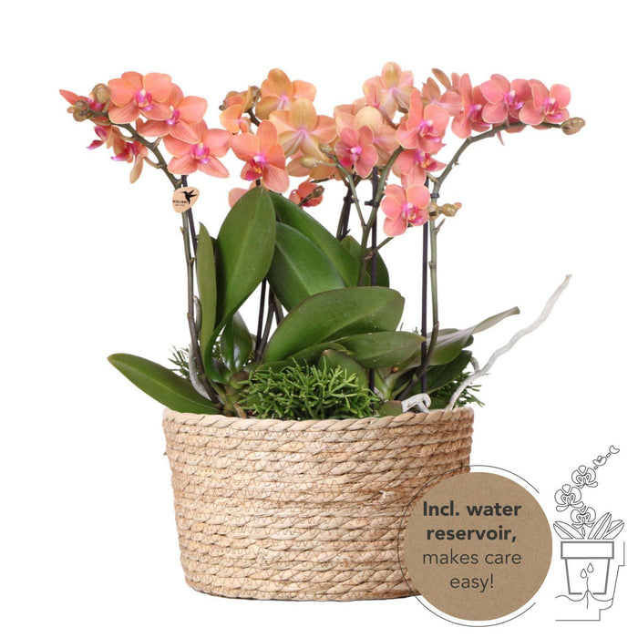 Kolibri Orchids | oranje plantenset in Reed Basket incl. waterreservoir | drie oranje orchideeën Bolzano 9cm en drie groene planten Rhipsalis | Jungle Bouquet oranje met zelfvoorzienend waterreservoir