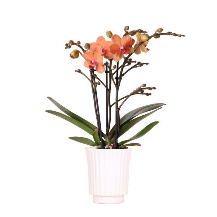 Kolibri Orchids | Oranje Phalaenopsis orchidee – Bolzano + Retro white – potmaat Ø9cm – 40cm hoog | bloeiende kamerplant in bloempot - vers van de kweker