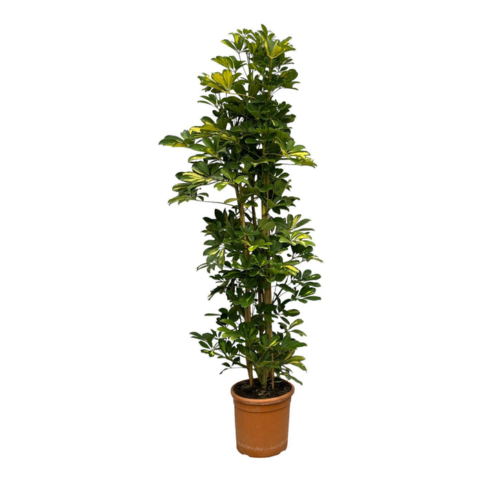 Schefflera Gold Capella struik - ↕160 cm - Ø30cm