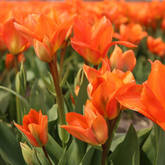 Flowerbulbs Amsterdam - Orange Emperor - 15 bloembollen - Maat 12+