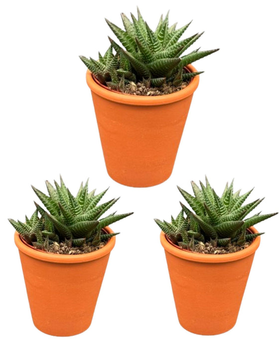 Succulent- Hawortia Limifolia- 8.5cmØ- ↕️10-15cm hoog- 3 stuks - Terracotta